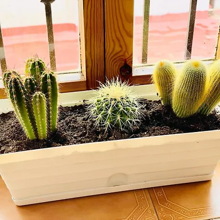 Apartamento Centro Con Solarium